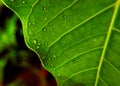 Green leaf closeup macro photo with small waterdrops are appearing Royalty Free Stock Photo