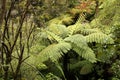 Eaf tree fern symbol of New Zealand, New Zealand, South Island