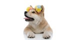 Eager Akita Inu curiously looking away and panting Royalty Free Stock Photo