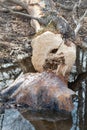 An eager beaver worked overnight to chop down this birch tree bit off stump bring down river