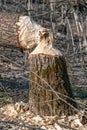 An eager beaver worked overnight to chop down this tree bit off bring down