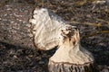 An eager beaver worked overnight to chop down this tree bit off bring down closeup