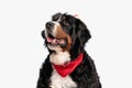 eager bernese moutain dog with red bandana looking up and panting