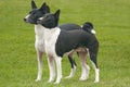 Eager black and white Basenjis