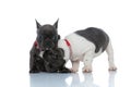 Eager French bulldog cubs sniffing and looking around