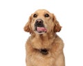 eager golden retriever dog sticking out tongue, panting and looking up Royalty Free Stock Photo