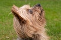 Eager, happy Yorkshire Terrier dog in profile, looking up. Close up of head Royalty Free Stock Photo