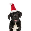 Eager labrador retriever dog with christmas hat panting and looking up Royalty Free Stock Photo