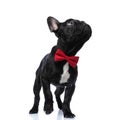 Eager little french bulldog puppy with red bowtie looking up