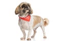 Eager little shih tzu dog looking up and wearing red bandana