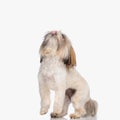 eager little shih tzu dog sticking out tongue and licking nose