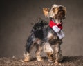 eager little yorkshire terrier dog with christmas scarf looking up Royalty Free Stock Photo