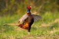 Eager male of common pheasant with fluttering wings lekking during courtship