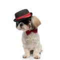 Eager Shih Tzu puppy wearing bowtie, sunglasses and hat Royalty Free Stock Photo