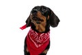 Eager Teckel puppy curiously looking up and wearing red bandana Royalty Free Stock Photo