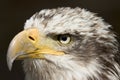 Eagle 1 Royalty Free Stock Photo