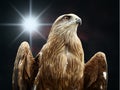Eagle Royalty Free Stock Photo