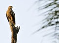 Eagle Royalty Free Stock Photo