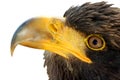 Eagle Royalty Free Stock Photo