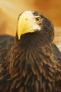 Eagle Royalty Free Stock Photo