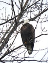 Predator Bald Eagle hunts for dinner along Cayuga Lake FingerLakes