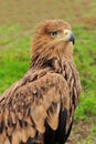 Eagle Royalty Free Stock Photo