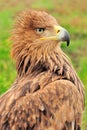 Eagle Royalty Free Stock Photo