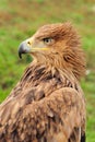 Eagle Royalty Free Stock Photo
