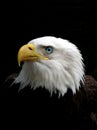 Eagle Royalty Free Stock Photo