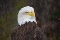 Eagle Royalty Free Stock Photo