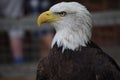Eagle Royalty Free Stock Photo