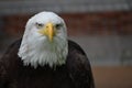 Eagle Royalty Free Stock Photo