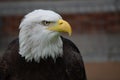 Eagle Royalty Free Stock Photo