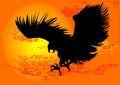 Eagle Royalty Free Stock Photo