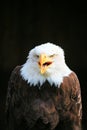 Eagle Royalty Free Stock Photo