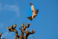 Eagle in action Royalty Free Stock Photo