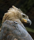 Eagle Royalty Free Stock Photo