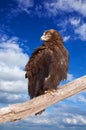 Eagle against sky Royalty Free Stock Photo