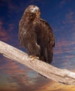 Eagle against sunset sky Royalty Free Stock Photo