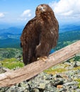 Eagle against wildness background Royalty Free Stock Photo