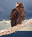 Eagle against wildness background Royalty Free Stock Photo