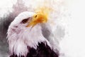 Eagle america bird watercolor painting symbol predator