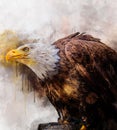 Eagle america bird watercolor painting symbol predator