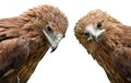Eagle Aquila clanga Royalty Free Stock Photo