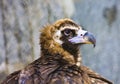 Eagle (Aquila heliaca) Royalty Free Stock Photo