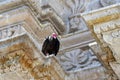 Eagle at Arequipa-Peru 6 Royalty Free Stock Photo