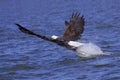 Eagle attackes its prey