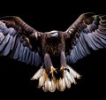 eagle attacking with a black background