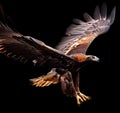 eagle attacking