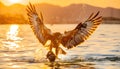the eagle attacking fish in the lake at sunset Royalty Free Stock Photo